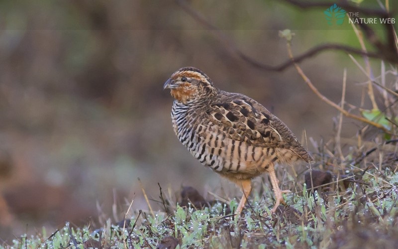 Jungle Bush Quail